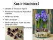 Presentations 'Hiacintes', 2.