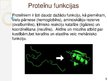 Presentations 'Makromolekulas. Lipīdi. Polisaharīdi. Proteīni. Nukleīnskābes', 11.