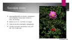 Presentations 'Rožu stādu audzēšana', 3.