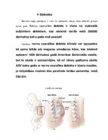 Research Papers 'Folijskābes anēmija', 13.