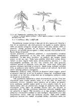 Research Papers 'Rododendri un veģetatīvā pavairošana', 10.