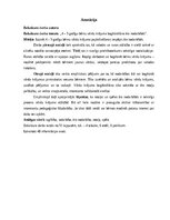 Term Papers '4 – 5 gadīgu bērnu vārdu krājuma bagātināšana āra nodarbībās', 2.