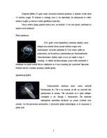 Research Papers 'Tiburonia granrojo jeb nedaudz par medūzām', 7.