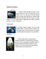 Research Papers 'Tiburonia granrojo jeb nedaudz par medūzām', 8.