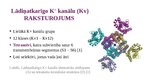 Presentations 'Lādiņatkarīgie K+ jonu kanāli', 4.