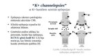 Presentations 'Lādiņatkarīgie K+ jonu kanāli', 7.