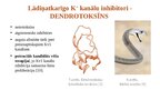 Presentations 'Lādiņatkarīgie K+ jonu kanāli', 11.