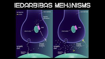 Presentations 'Kokaīns', 4.