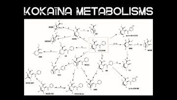 Presentations 'Kokaīns', 8.