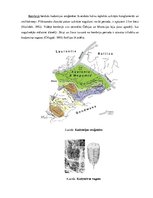 Research Papers 'Čehu masīvs, tā paleoģeogrāfiskā attīstība un ģeoloģiskās uzbūves galvenās iezīm', 4.