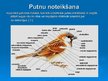 Presentations 'Putnu vērošana Kurzemē', 5.