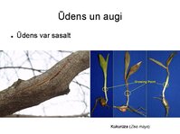Presentations 'Augu bioloģija', 4.
