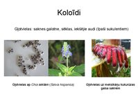 Presentations 'Augu bioloģija', 15.