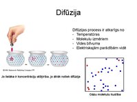 Presentations 'Augu bioloģija', 16.