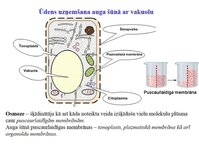 Presentations 'Augu bioloģija', 17.