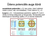 Presentations 'Augu bioloģija', 18.