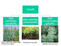 Presentations 'Augu bioloģija', 21.