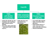 Presentations 'Augu bioloģija', 22.