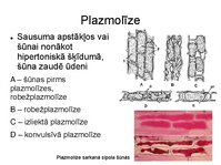 Presentations 'Augu bioloģija', 23.