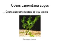 Presentations 'Augu bioloģija', 24.