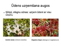 Presentations 'Augu bioloģija', 25.