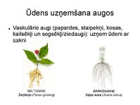 Presentations 'Augu bioloģija', 26.