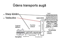 Presentations 'Augu bioloģija', 27.