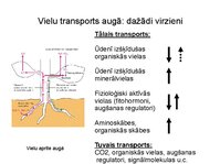 Presentations 'Augu bioloģija', 28.