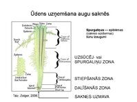 Presentations 'Augu bioloģija', 30.