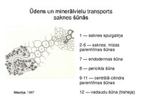 Presentations 'Augu bioloģija', 31.