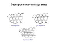 Presentations 'Augu bioloģija', 32.