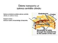 Presentations 'Augu bioloģija', 33.