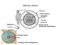 Presentations 'Augu bioloģija', 34.