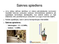 Presentations 'Augu bioloģija', 35.