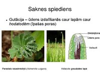 Presentations 'Augu bioloģija', 36.