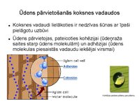 Presentations 'Augu bioloģija', 37.