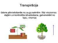 Presentations 'Augu bioloģija', 38.