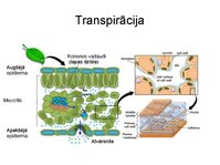 Presentations 'Augu bioloģija', 39.