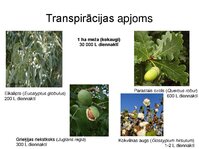 Presentations 'Augu bioloģija', 41.