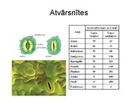 Presentations 'Augu bioloģija', 43.
