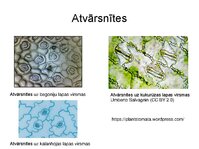 Presentations 'Augu bioloģija', 44.