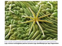 Presentations 'Augu bioloģija', 45.