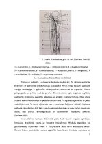Research Papers 'Nervus ischiadicus anatomija un traucējumu izpausmes', 7.