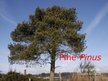 Presentations 'Pine Tree', 1.