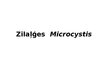 Presentations 'Zilaļģes - Microcystis', 1.