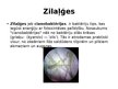 Presentations 'Zilaļģes - Microcystis', 2.