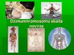 Presentations 'Dzimumhromosomu skaita novirze', 1.