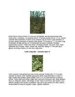 Research Papers 'Augu aizsardzība', 4.