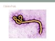 Presentations 'Ebolas vīrusslimība', 4.