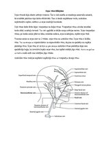 Research Papers 'Sejas venozā asinsrite un limfrite', 3.